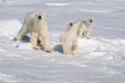 Norway, Svalbard. Polar bear mother and cubs on pack ice in Arctic Ocean. Coastal Print